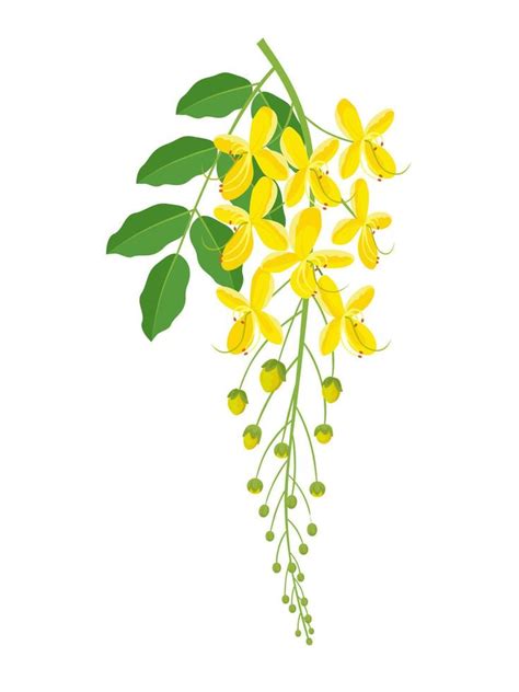 Vector illustration, Kanikonna or cassia fistula, also called golden ...