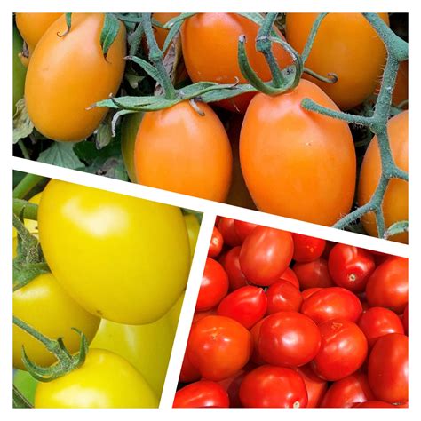 Roma Tomato Collection | Organic Seeds | Tim's Tomatoes