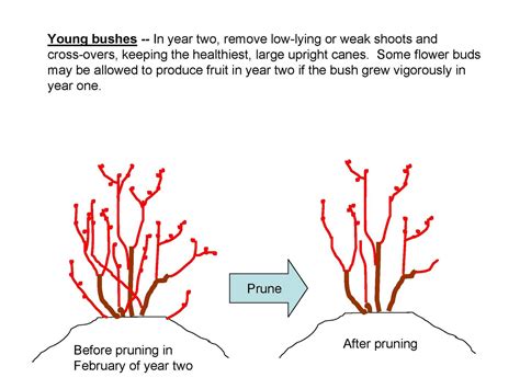 The NC Blueberry Journal: Pruning Young Blueberry Plants