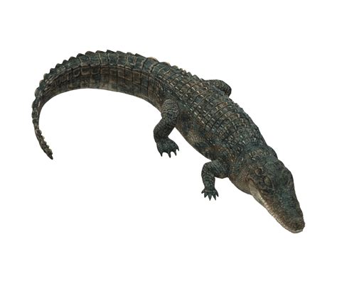 Alligator isolated on a Transparent Background 23835840 PNG