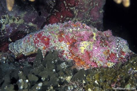 Synanceia verrucosa - Reef Stonefish | Reef Life Survey