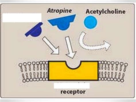 Atropine