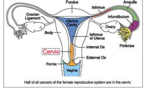 Female Reproductive System: Parts, Anatomy & Function » How To Relief