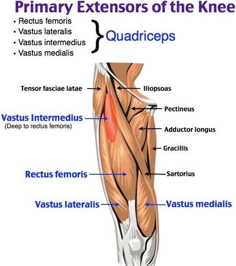 Primary Extensors of the Knee | Muscular system anatomy, Medical laboratory science, Physical ...