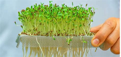 Growing Microgreens Indoors Without Soil – Slick Garden