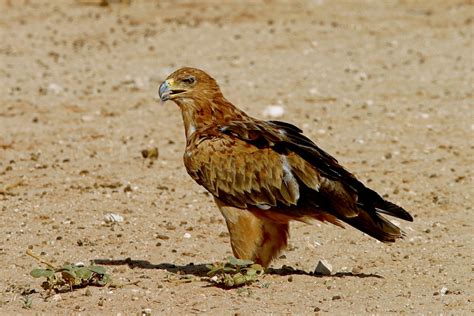 African Birds of Prey & Scavengers - Nature & Wildlife Photography