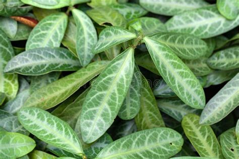 Leaves of a Dragon Tongue, Sauropus Spatulifolius Stock Image - Image of green, garden: 270797423