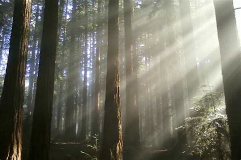 Trail Joaquin Miller Park Map