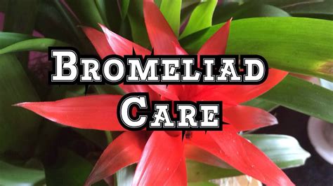 Bromeliad Care: Growing Guzmania Bromeliads Indoors in Beautiful ...