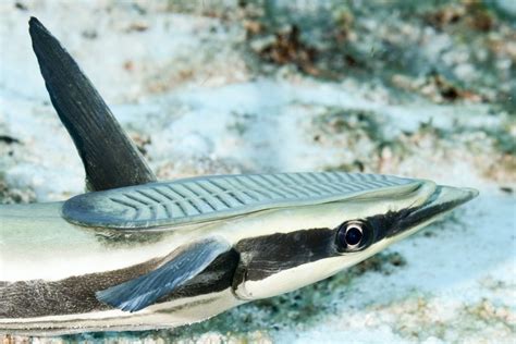 Can You Eat Remora? - Fishmasters.com