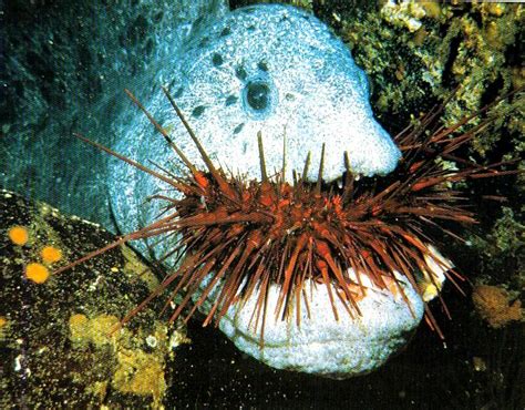 paula.lindblom: wolf-fish eating a sea urchin…