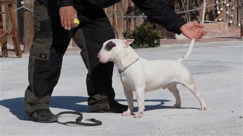 47+ Bull Terrier Training Techniques Picture - Bleumoonproductions