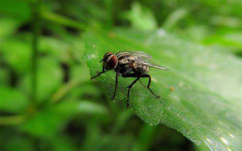 fly selective focus photography of housefly animal Image - Free Stock Photo