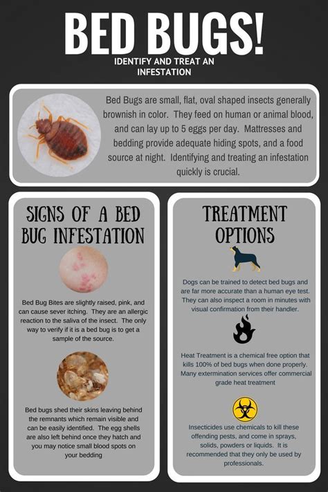 9 Effective Remedies to Get Rid of Bed Bug Bites | Bed bug bites, Bed ...