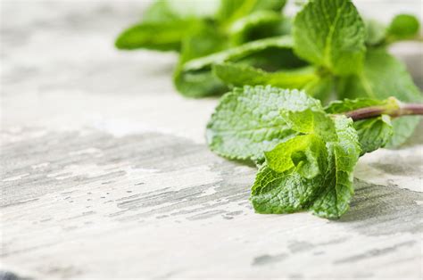 Peppermint Oil: Uses, Benefits, Side Effects, Dosage, Precautions