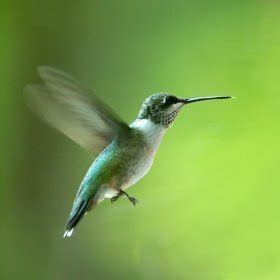 Attracting Hummingbirds | ThriftyFun