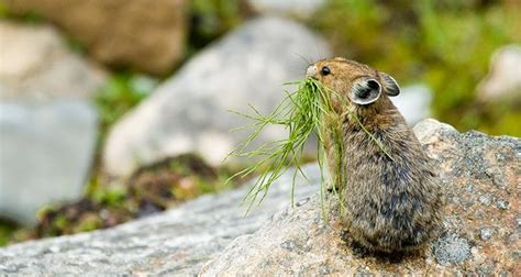 Wildlife of Glacier National Park: 6 Iconic Species