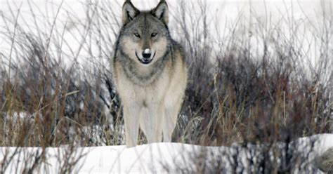 Tracking the wolves of Yellowstone - CBS News