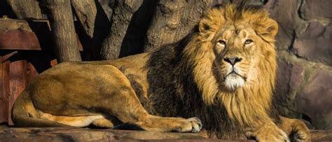 Lions Stroll Into Gas Station Parking Lot and Send Guard Dogs Running ...