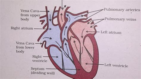 Draw A Well Labelled Diagram Of Schematic Sectional View Of Human Heart | My XXX Hot Girl