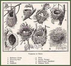 Chart of Bird nests | 1.Baltimore Oriole 2.Hummingbird 3.Robin 4 ...