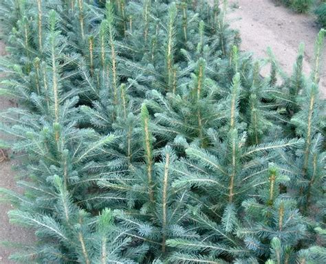 Blue Spruce | Needlefast Evergreens