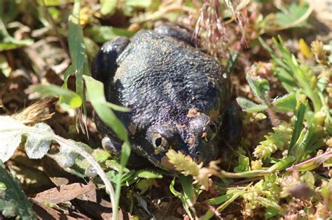 Burrowing Frog before it was released back in the dam area (Aidan English). - NACC - Northern ...