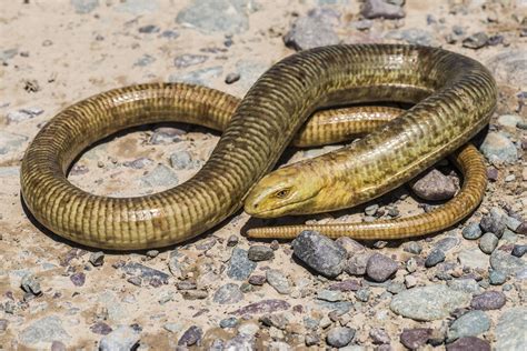 Scientists have named the longest legless lizard in the world