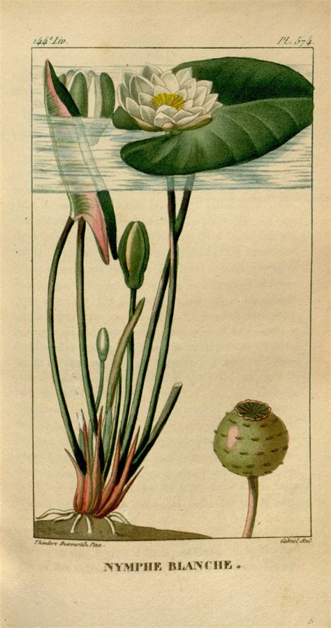 Nelumbo nucifera | Botanical illustration vintage, Vintage botanical prints, Botanical illustration