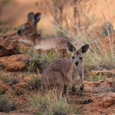 The Common Wallaroo: Characteristics and Conservation - My Animals