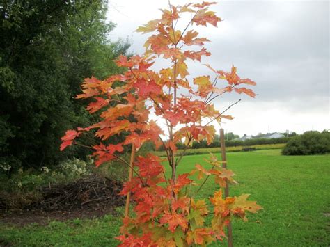 Fall & Winter Care of your Maple Trees - Maple Leaves Forever