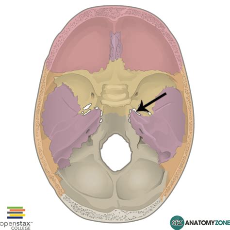 Foramen Lacerum • Musculoskeletal, Skeletal • AnatomyZone