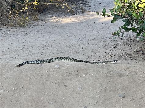 snake identification? In San Diego. Probably a rattler but looks green : r/snake