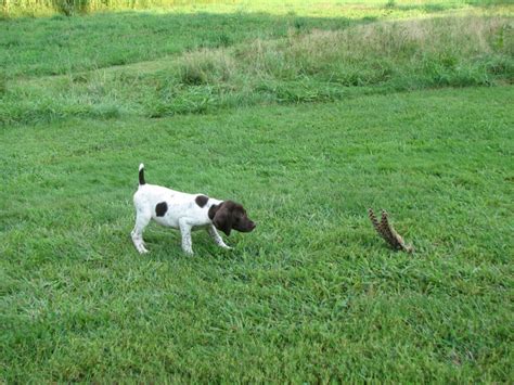 Dog Training – Quail Ridge Kennels