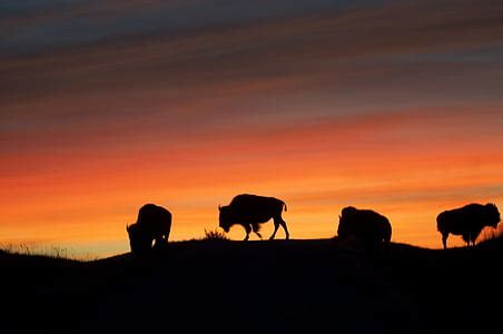 Royalty-Free photo: Herd of brown bison on brown grassfield during ...