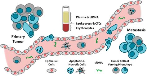 IJMS | Free Full-Text | Circulating Tumor Cells (CTC) and Cell-Free DNA (cfDNA) Workshop 2016 ...