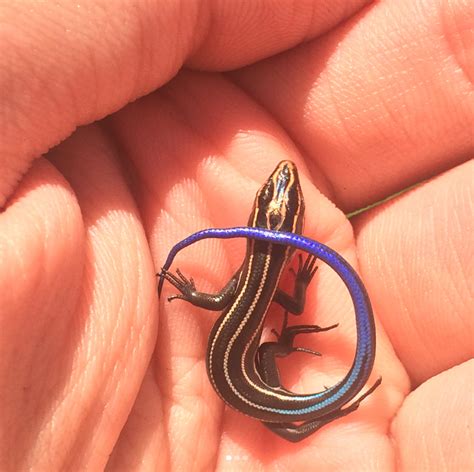 baby five lined skink : r/herpetology