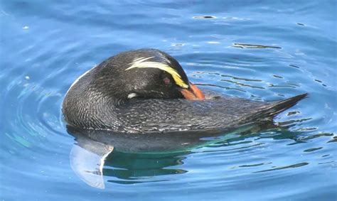 Fiordland Crested Penguin | The Animal Facts | Appearance, Diet, Habitat