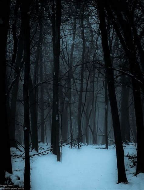 Snowy Forest Photography