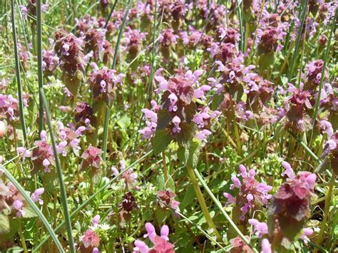 Henbit, The Elegant and Nutritious Wild Edible - Eat The Planet