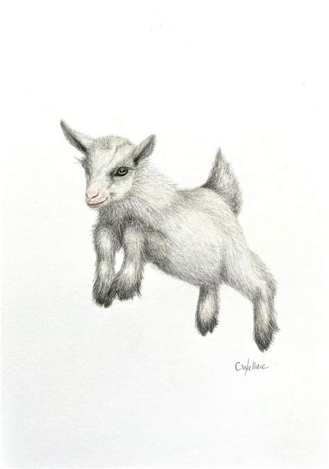 Cute Baby Goat Drawing by Catherine Wallace | Saatchi Art