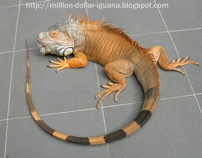 Million Dollar Iguana: June 2010