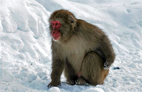 Japanese Snow Monkey Photos and Information | ThriftyFun