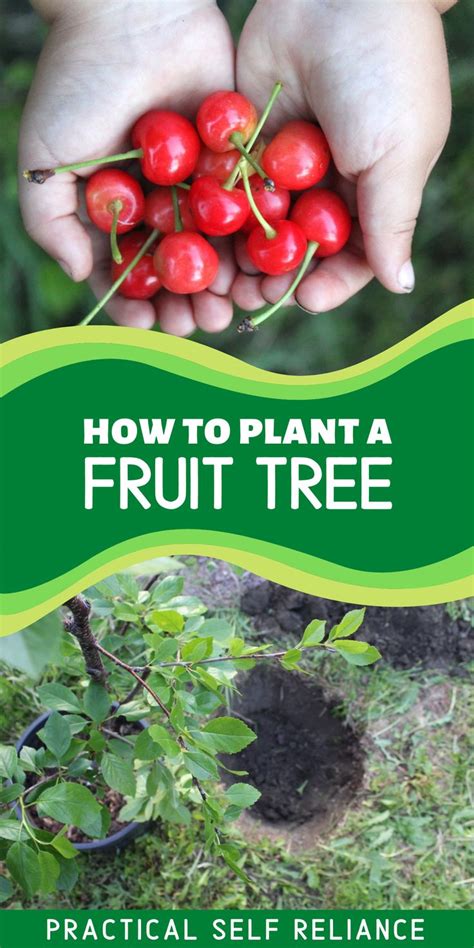 How to Plant a Fruit Tree ~ Step by Step Guide | Fruit trees, Grow your ...