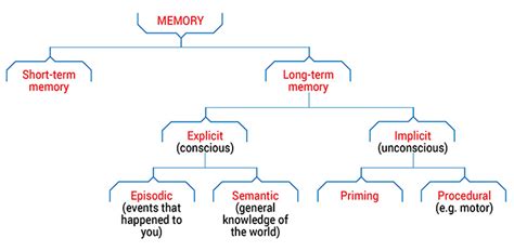 [DIAGRAM] Human Memory Diagram - MYDIAGRAM.ONLINE