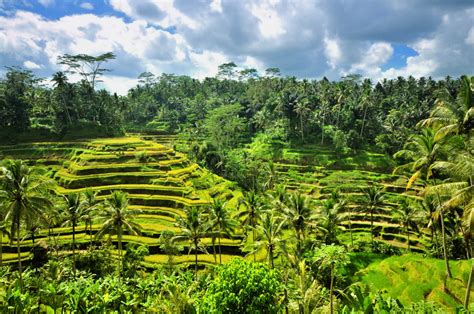 The Best Ubud Tours, Tailor-Made for You | Tourlane