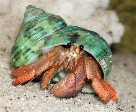 How to enrich your hermit crabs | Reptiles Amino