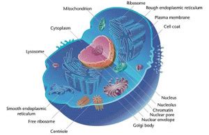 Cell Biology - Science Olympiad Student Center Wiki