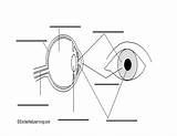 Eye Diagram Anatomy Human Eyes Clipart Parts Drawing Labeled Simple  sketch template