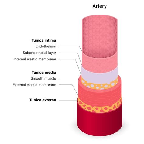 Esophagus Slide Labeled Adventitia